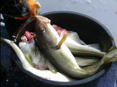 Cod Fishing35